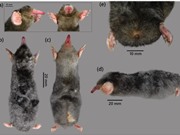 Phát hiện loài chuột chũi mới cho khoa học